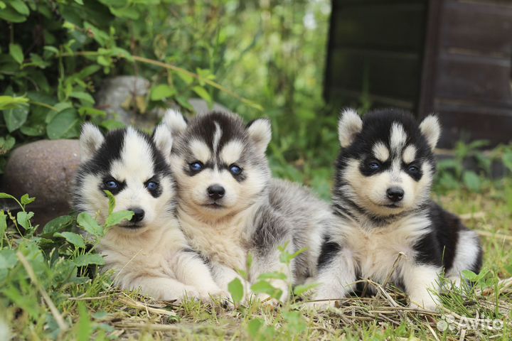 Мини-хаски, синеглазые щенки помски яркого окраса