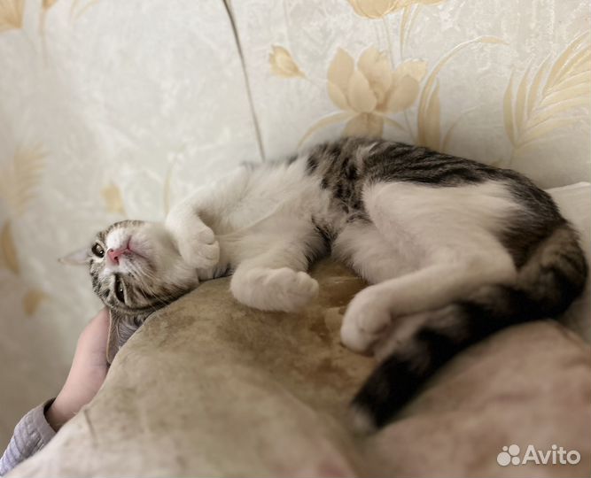 Котёнок, нежная девочка, 5 мес