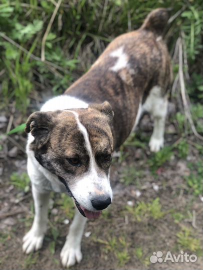 Собака бесплатно в добрые руки