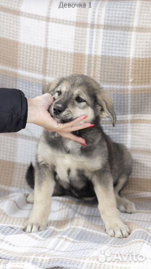 Девочка в добрые руки