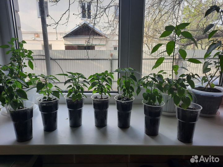 Перец декоративный