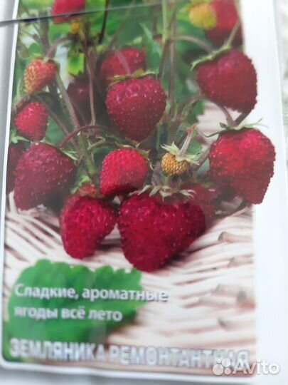 Рассада многолетников