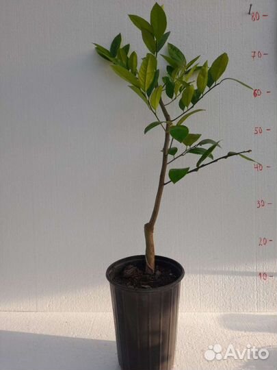 Саженцы лимона Мейера