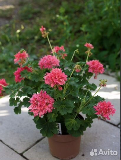 Пеларгония стеллар Bronze butterfly