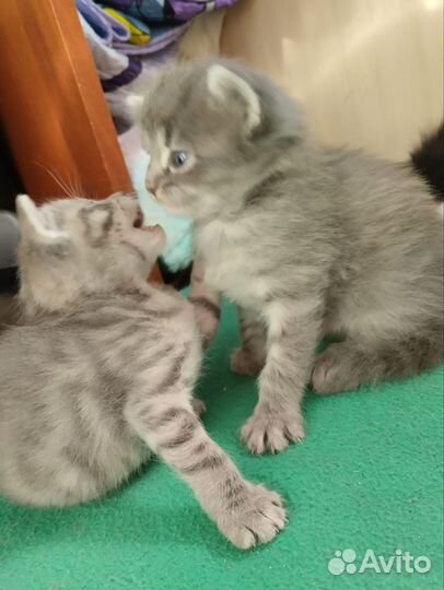 Кошка в дар сибирская