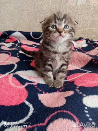 Котята