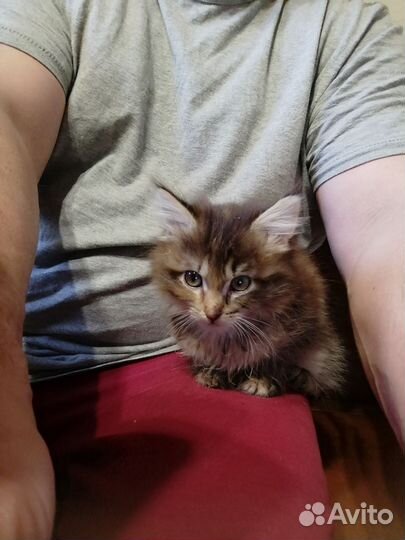 Смесь сиамские и дворовые