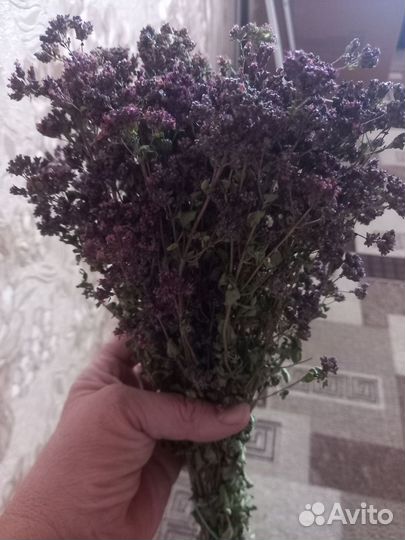 Душица сушеная