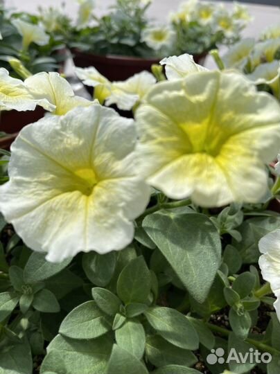 Петуния ампельная в кашпо