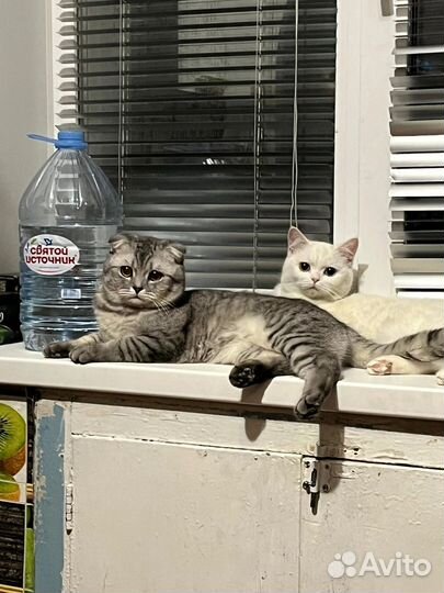 Кот в добрые руки