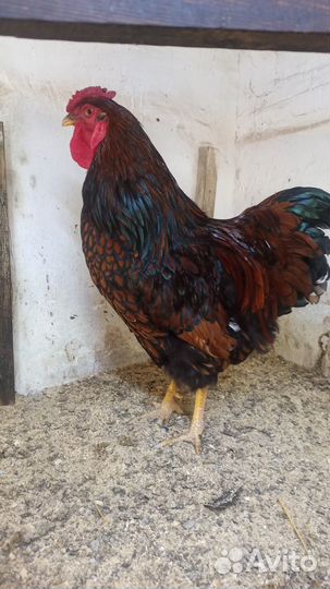 Петух Виандот Золото