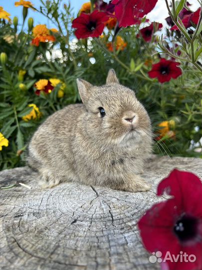 Самые маленькие карликовые декоративные кролики