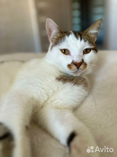 Котик ищет дом