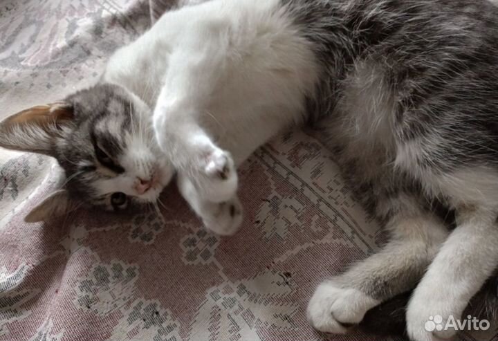 Кошка ищет дом
