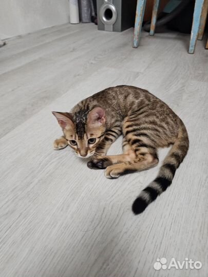 Бенгальская