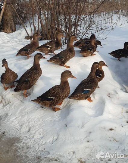 Утки подсадные для охоты