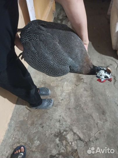 Самцы цесарок