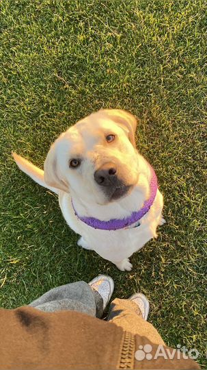 Выгул собак