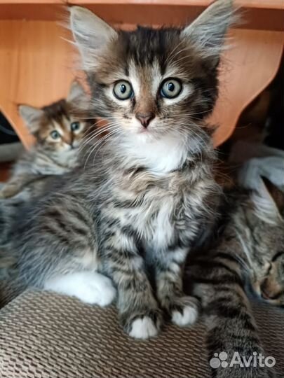 Котёнок Мальчик