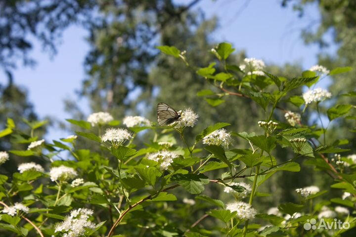 Объектив Canon 18-55mm f/3.5-5.6 IS EF-S