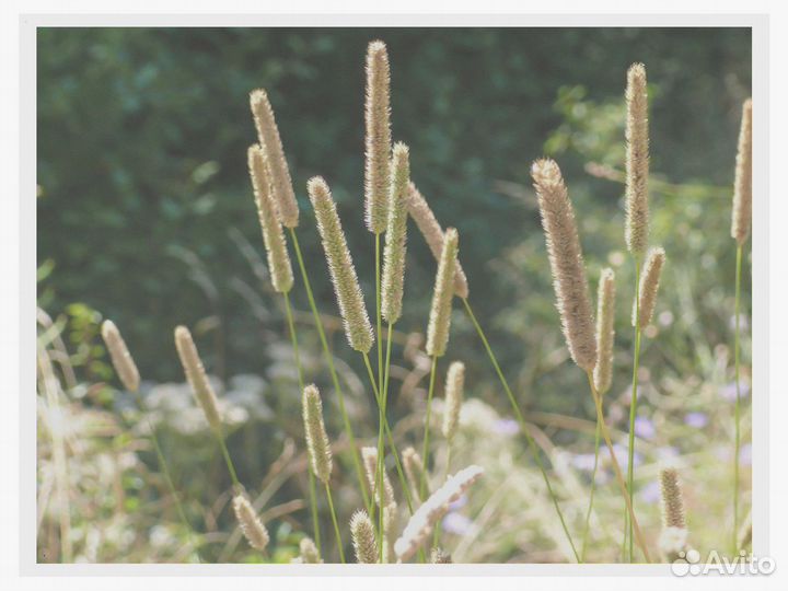 Тимофеевка Луговая, семена от производителя оптом