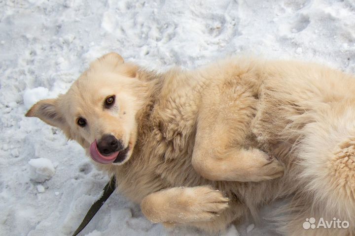 Собака в добрые руки