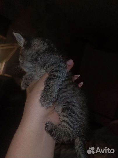 Котенок в добрые руки