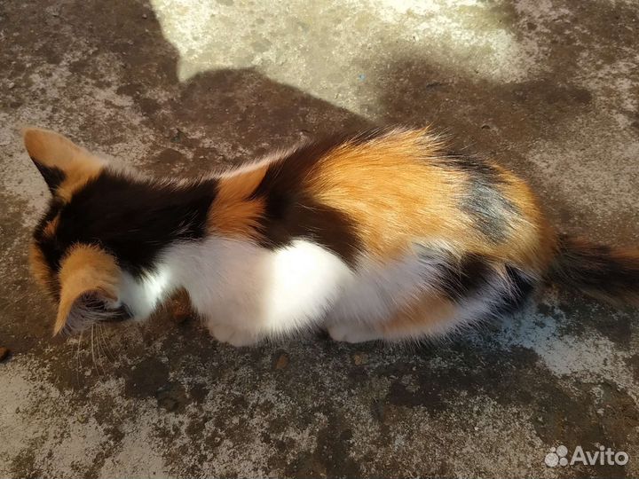 Трехцветный котенок (девочка)