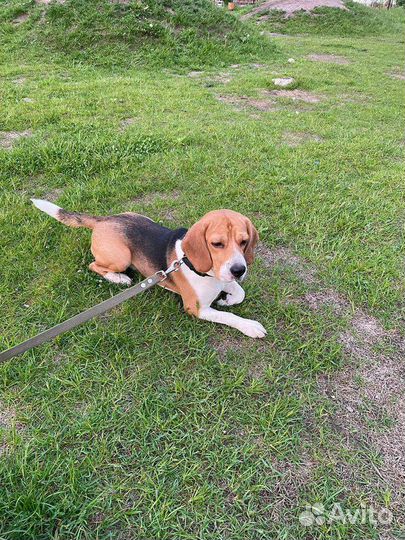 Собака бигль