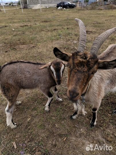 Коза с козлёнком