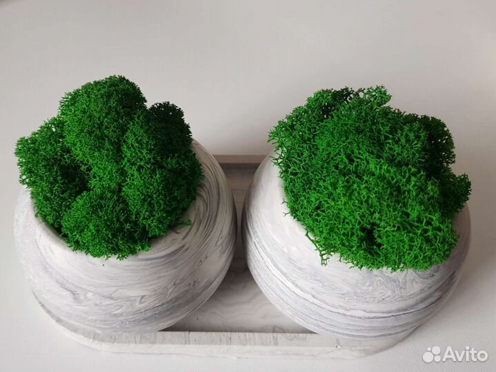 Кашпо со стабилизированным мхом