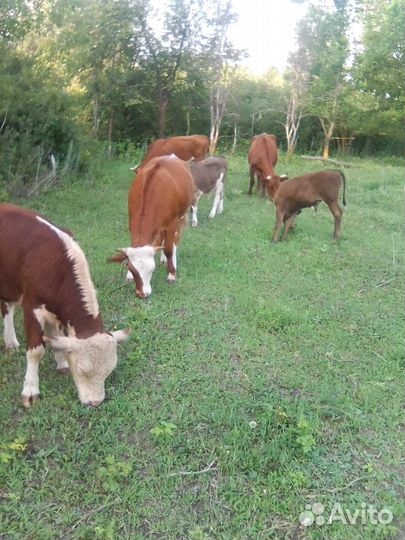 Быки коровы телки бычки