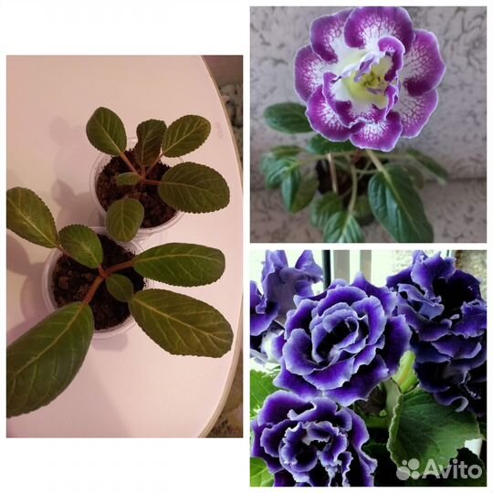 Махровые глоксинии