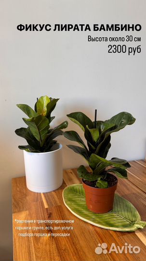 Лирата бамбино, фикус белиз и др. Растения