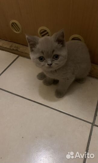 Шотландские котята