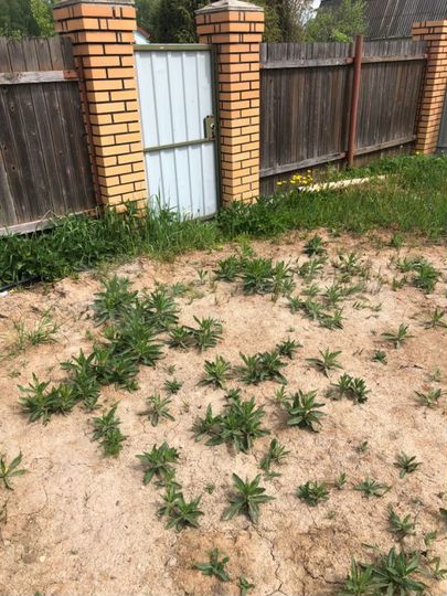 Участок 6 сот. (СНТ, ДНП)