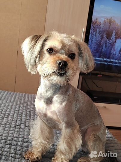 Йоркширский терьер Вязка мальчик