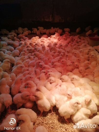 Цыплята,утята,индейка,молодка