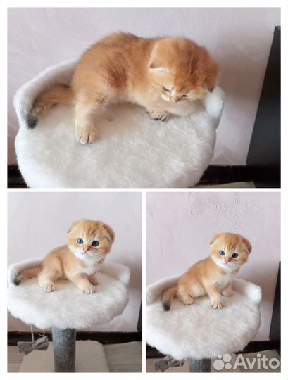 Скоттиш фолд