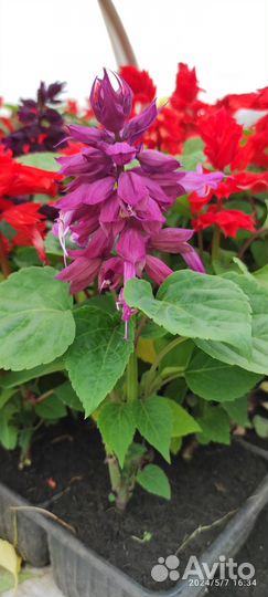 Рассада цветов опт и розница