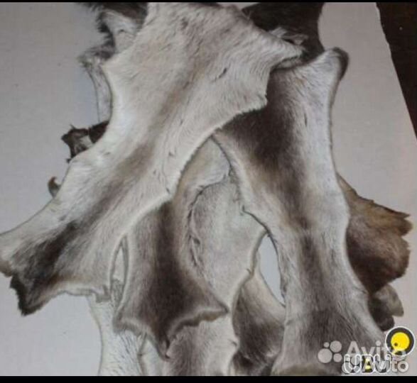 Продам камус лося