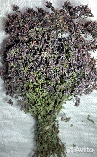 Душица (орегано, душница)