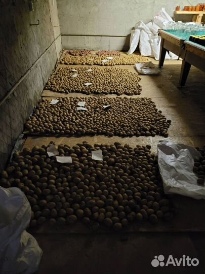 Продам картофель продовольственный