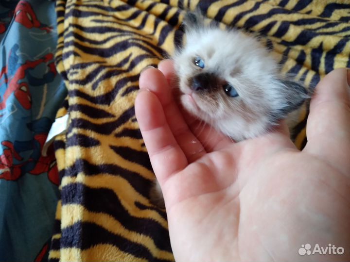Невская маскарадная