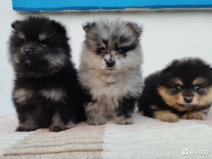 Померанские девочки