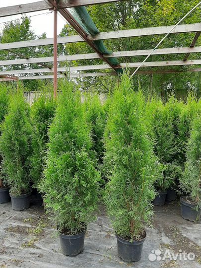 Туя смарагд