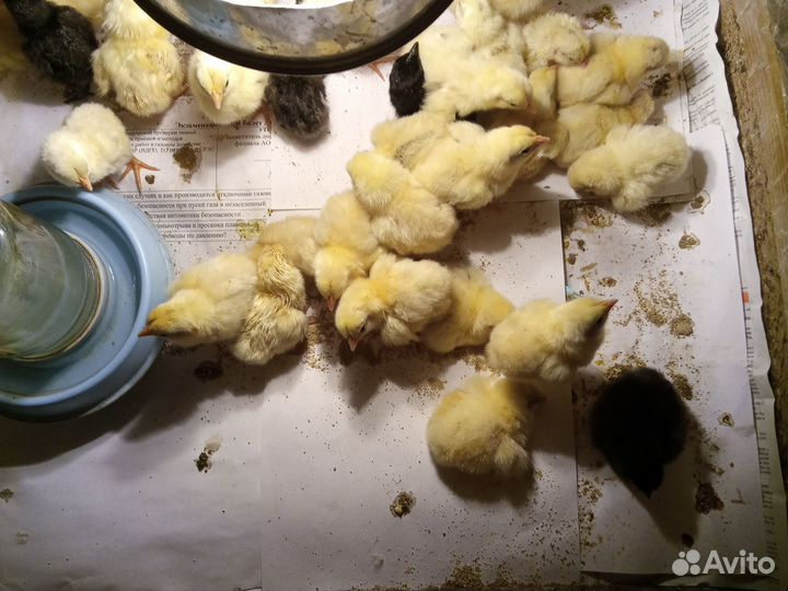 Цыплята суточные Загорская Лососевая