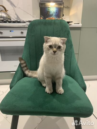 Котенок белый