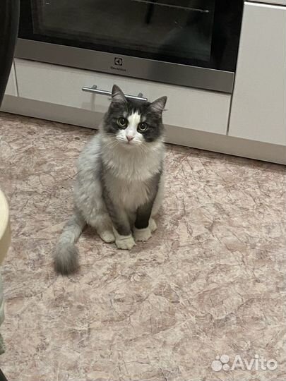 Кошечка в добрые руки