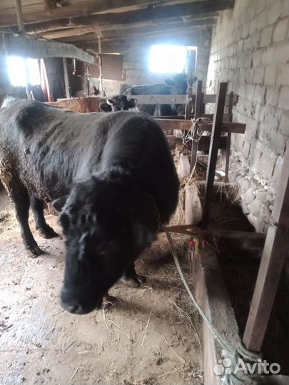 Бык на племя